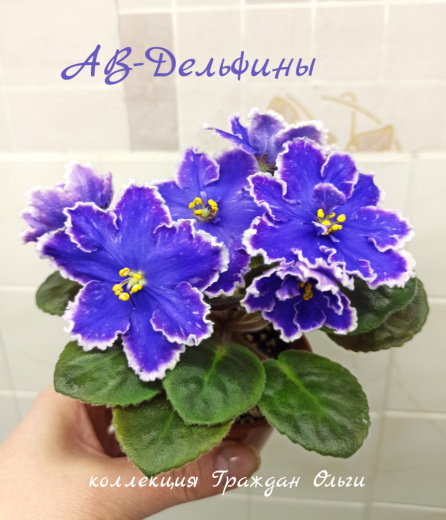 АВ-Дельфины