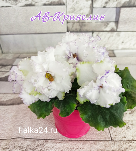АВ-Кринолин