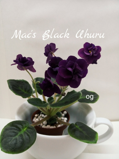 Mac’s Black Uhuru (McDonald)