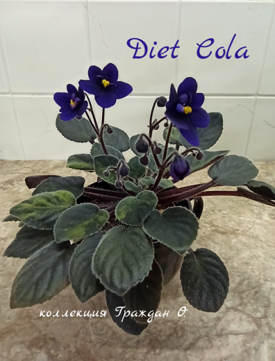 Diet Cola (G.Boone)