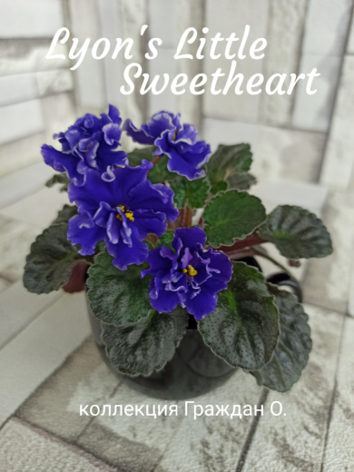 Lyon's Little Sweetheart (Sorano)