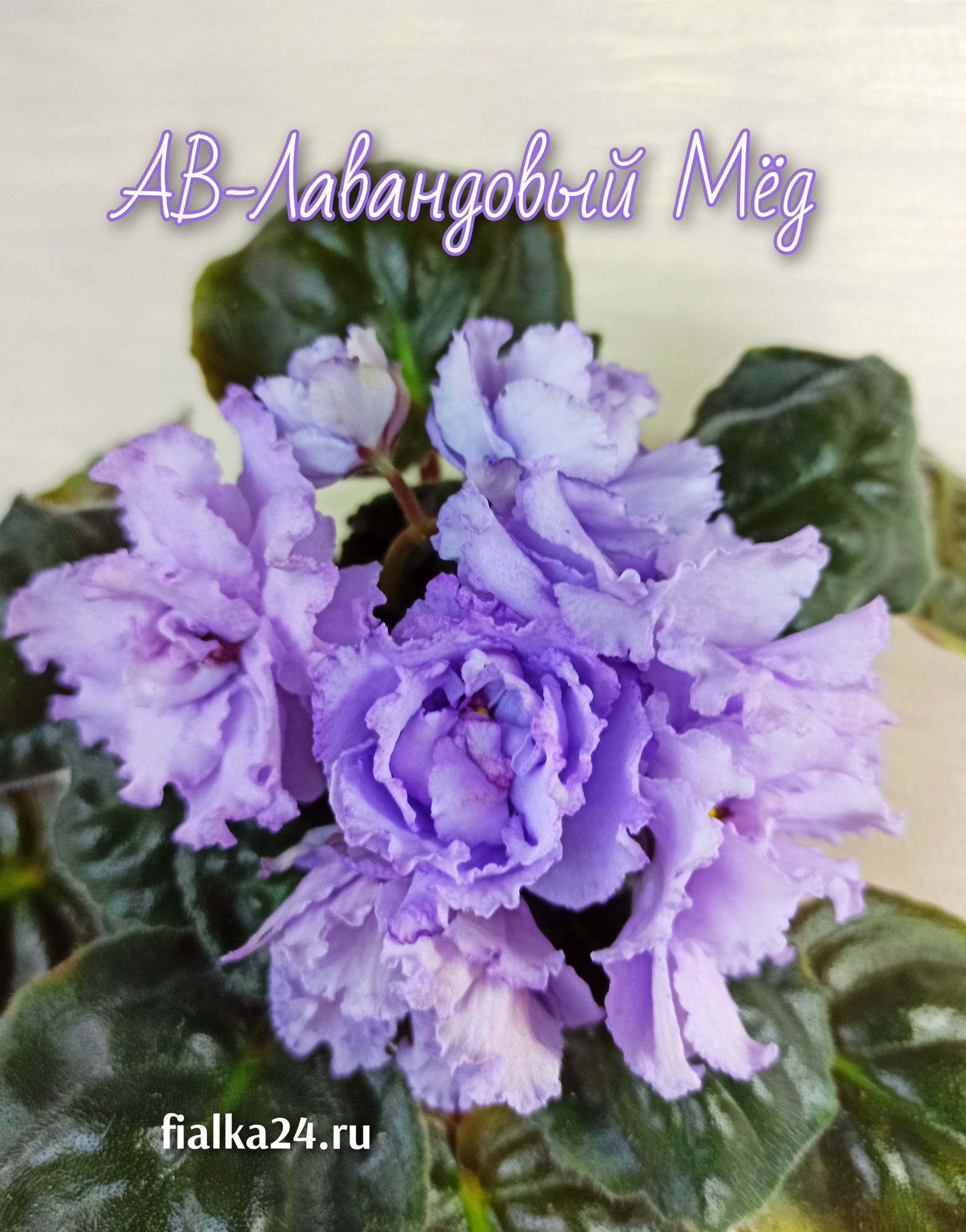 АВ-Лавандовый Мед