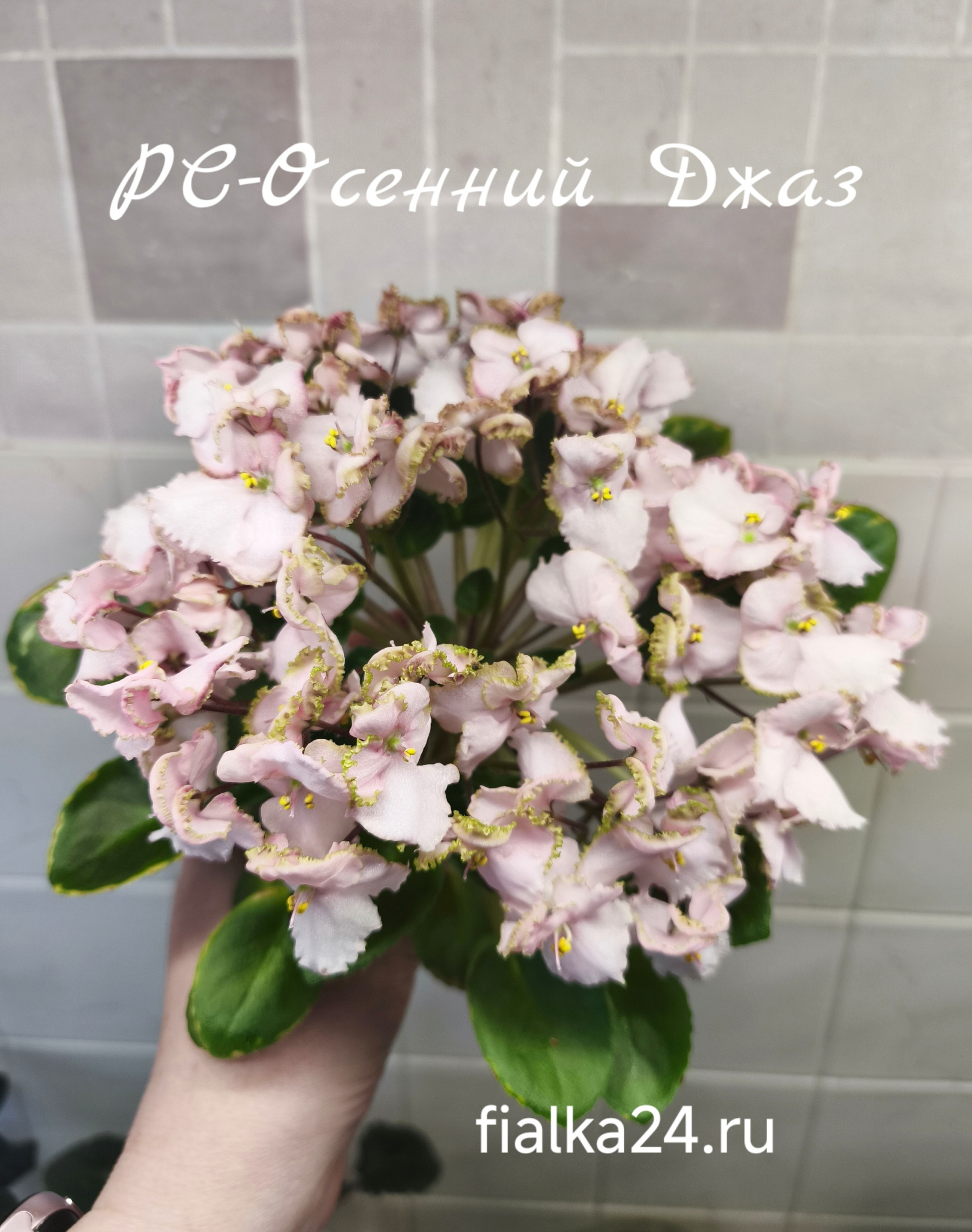 РС-Осенний Джаз