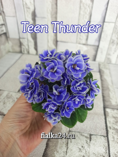 Teen Thunder (Pittman)