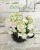 Celtic Rose (LLG)
