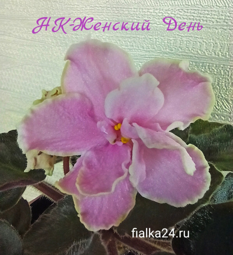 НК-Женский День