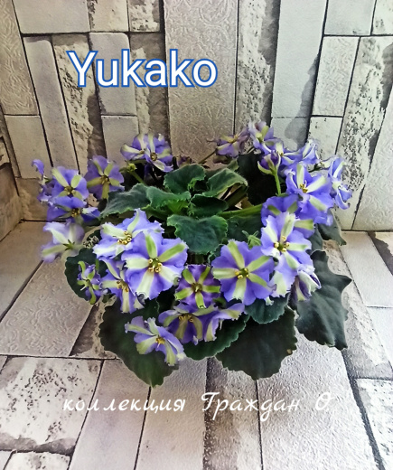 Yukako (U.Masahiro)