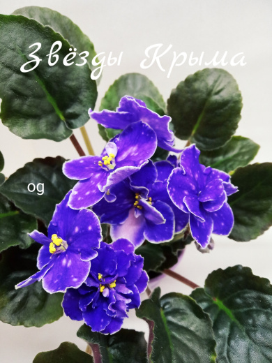 Звезды Крыма