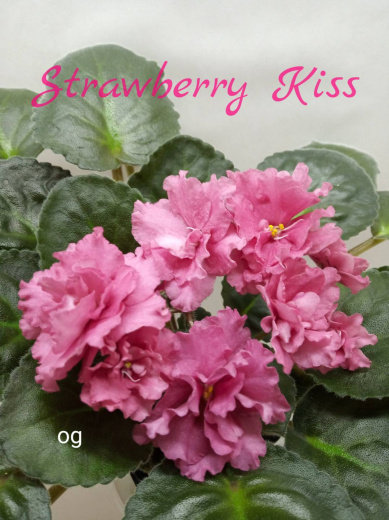 Strawberry Kiss (LLG/Sorano)