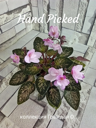 Hand Picked (V.Frathel)