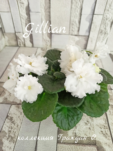 Gillian (D.Ferguson)