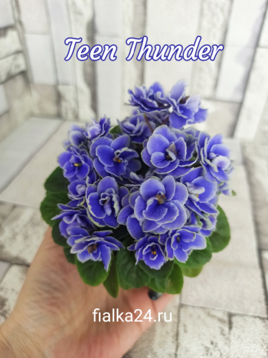 Teen Thunder (Pittman)