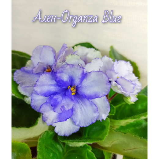 Ален-Organza Blue