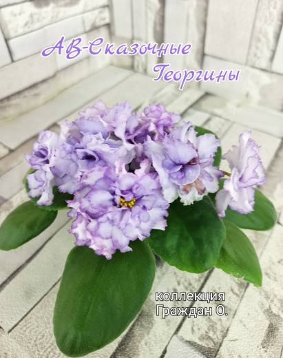 АВ-Сказочные Георгины