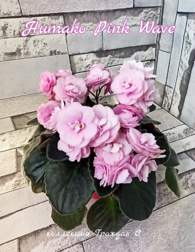 Humako Pink Wave (Humako)