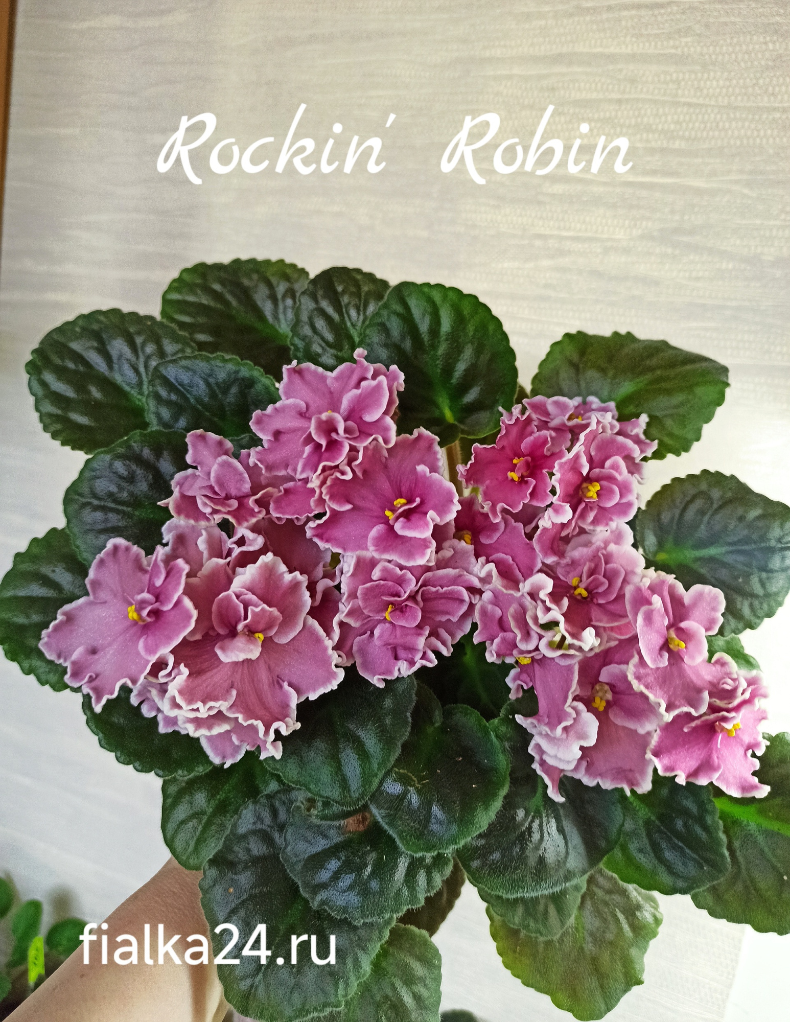 Rockin’Robin (Sorano)