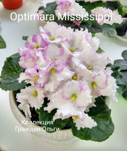 Optimara Mississippi (Holtkamp)