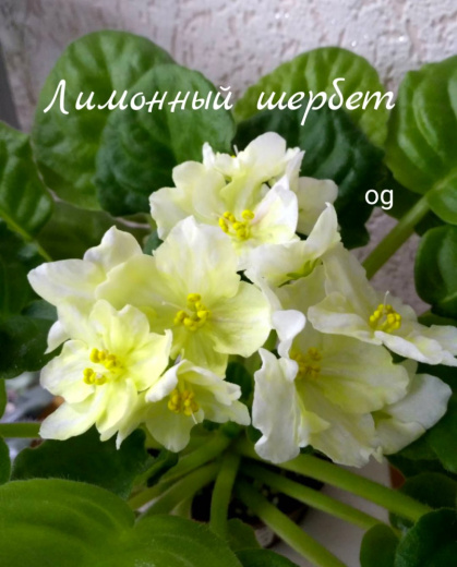 Лимонный Щербет (Блинкина)