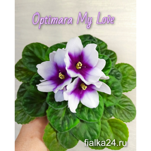 Optimara my Love (Holtkamp)