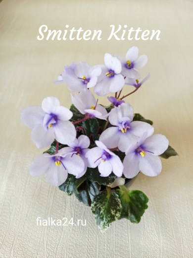Smitten Kitten (Sorano)