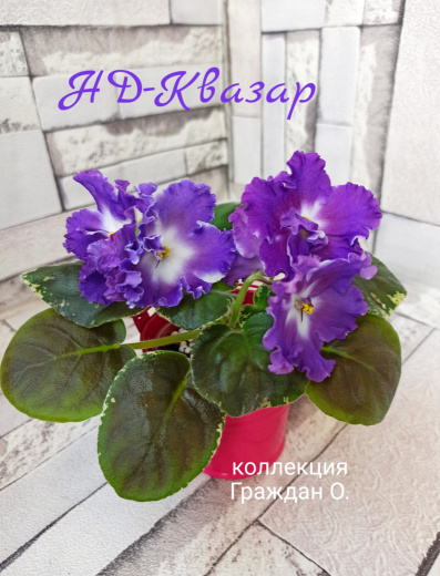 НД-Квазар