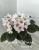 Optimara Kansas (Holtkamp)