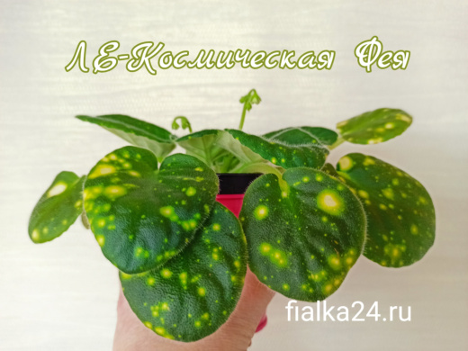 ШН-Космическая Фея