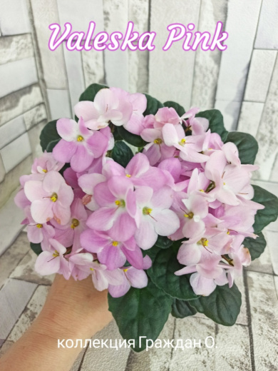 Valeska Pink (Fischer)