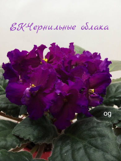ЕК-Чернильные Облака