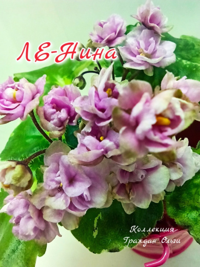 ЛЕ-Нина
