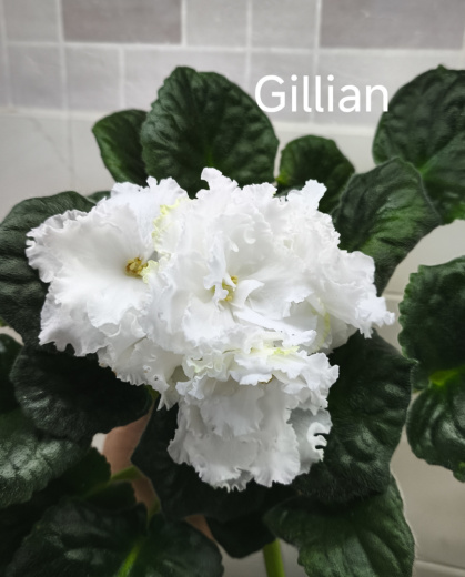 Gillian (D.Ferguson)