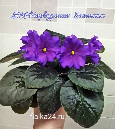 НК-Шербурские Зонтики