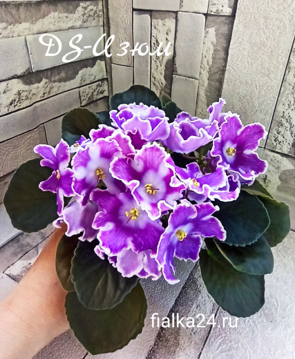 DS-Изюм 