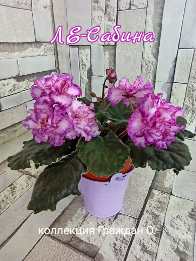 ЛЕ-Сабина