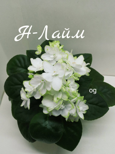 Н-Лайм