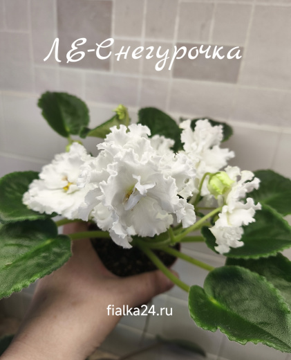 ЛЕ-Снегурочка