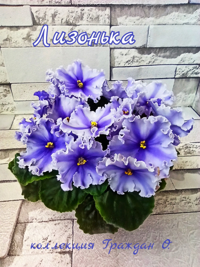 Лизонька (Т. Лысикова)