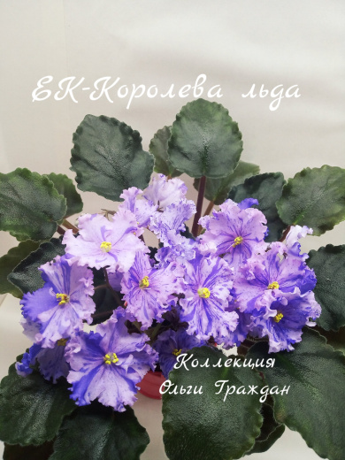 ЕК-Королева Льда