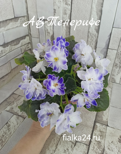 АВ-Тенерифе 