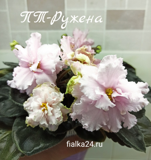 ПТ-Ружена