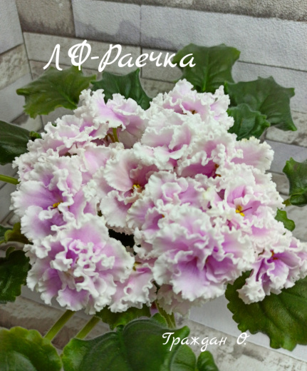 ЛФ - Раечка