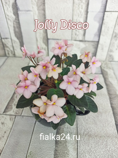 Jolly Disco (Pittman)