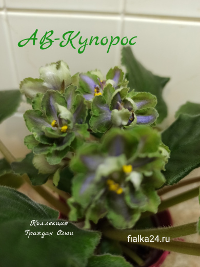 АВ-Купорос