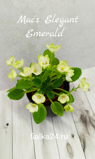 Mac's Elegant Emerald (McDonald)