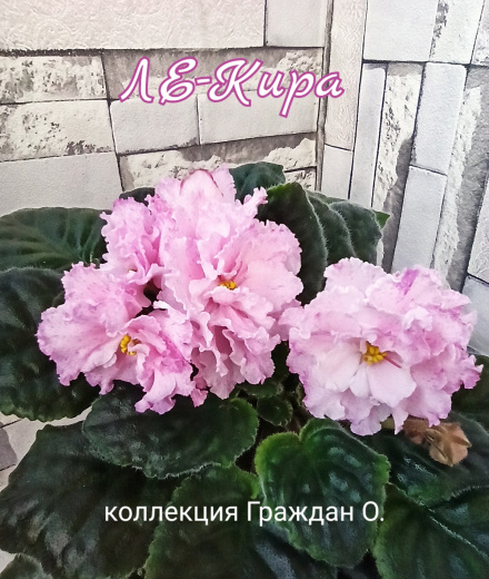 ЛЕ-Кира 