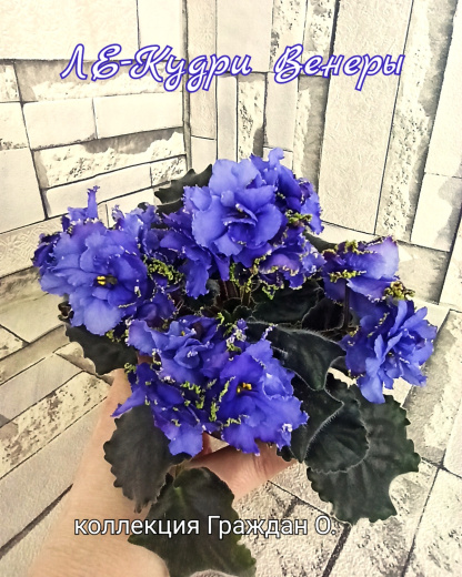 ЛЕ-Кудри Венеры