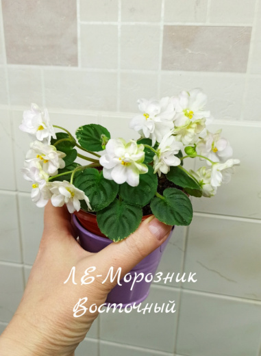 ЛЕ-Морозник Восточный