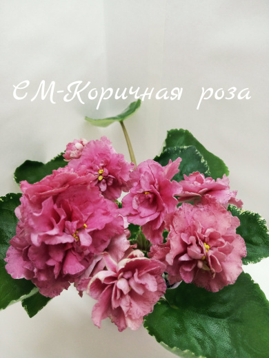 СМ-Коричная роза