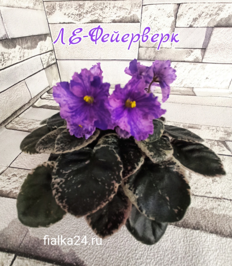 ЛЕ-Фейерверк