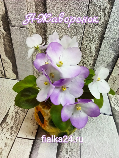 Н-Жаворонок